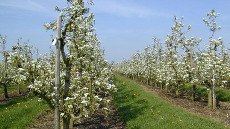 1024x573_bnl_peren-bloei