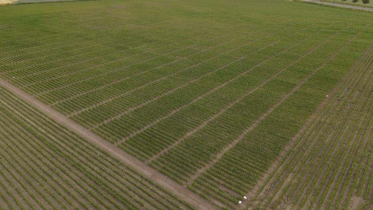 Naast de officiële onderzoeksinstellingen (zoals PPO in Nederland en bijv. VARMABEL/CIPF in België) test Syngenta op diverse proefvelden, verspreid in de Benelux ook zelf haar (toekomstige) maïsrassen.