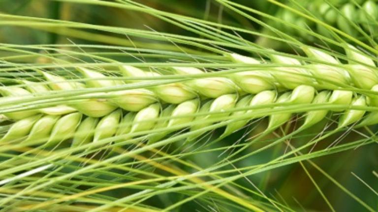 SY Scoop Orge hybride , variété escourgeon demi-precoce, Très bon comportement vis-à-vis des maladies