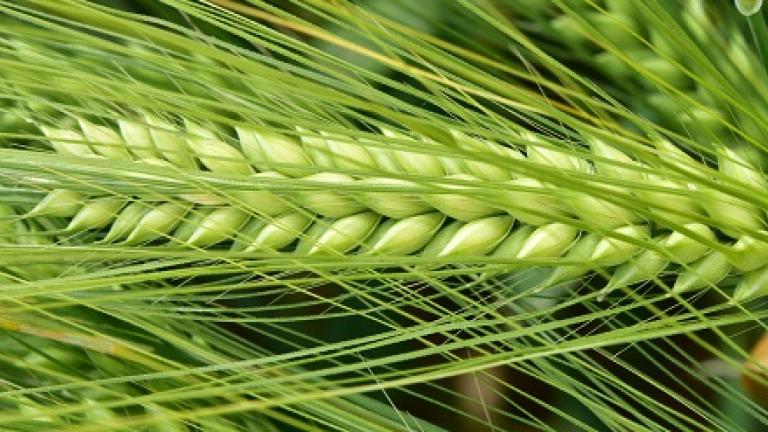 SY Galileoo, meest productieve Europese wintergerst. HYVID hybride gerst 