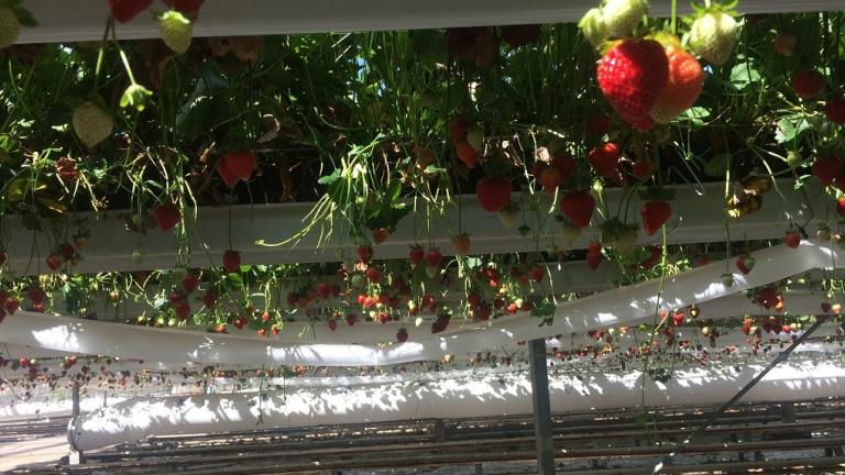 1024x573_bnl_aardbeien_hangend