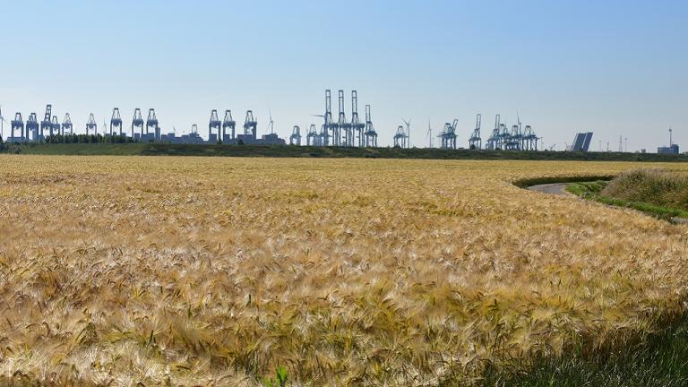 Teler Marc Van Buynder: " De opbrengst van hybride wintergerst is gewoon beter dan bij gewone gerst, en dat elk jaar opnieuw. En met de betere graanprijzen tellen de extra kilo’s nog harder door in vergelijking met een gewone gerst".