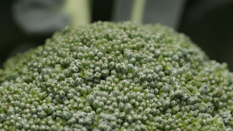 Groentenplatform Broccoli