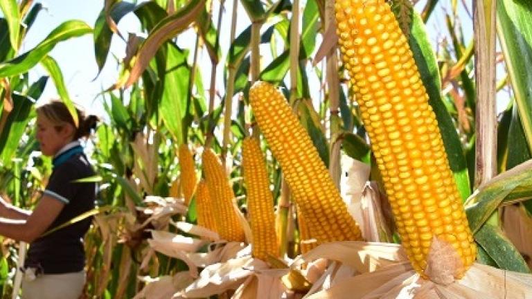 SA0060(SY Cosmos) is een (zeer) vroege dubbeldoelmais met hoge silo opbrengsten, stevige korre/ccm mais met lage droogkosten