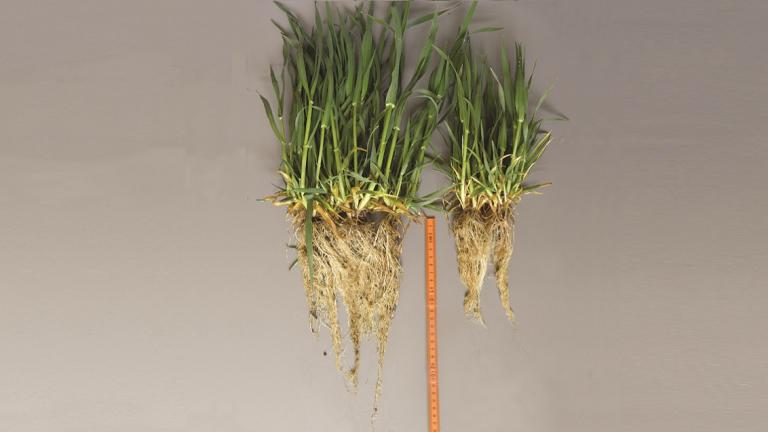 Door de betere beworteling kan HYVIDO hybride gerst van Syngenta beter gebruik maken van het aanwezige vocht, kan ze beter tegen droogte en levert ze meer op
