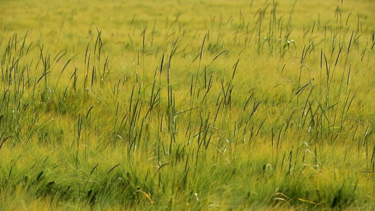 • La meilleure façon de réduire la pression en vulpin. L'année suivante, vous aurez également moins de vulpins dans la culture suivante. Consultez directement la page d'aperçu des variétés d'orge HYVIDO pour plus d'informations.