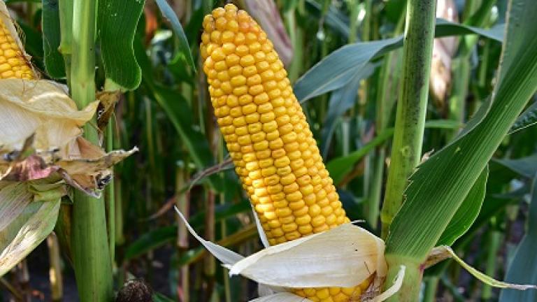 SYNGENTA SY OPALE: POWERCELL-ras én extra zetmeel ! DE BESTE KWALITEIT IN DE KUIL 