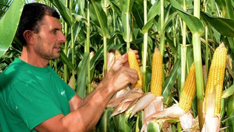 SY Arax, halfvroege silomais van syngenta. Superstevige VEM mais met extra zetmeel