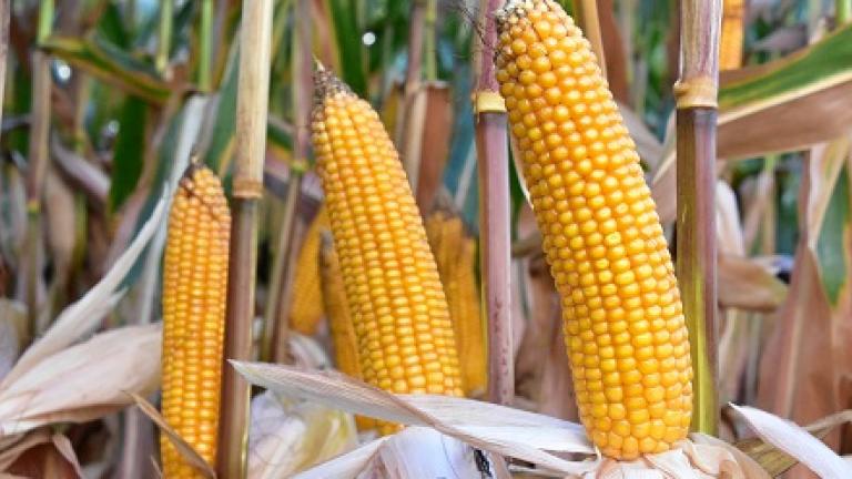 Mais ensilage demi-precoce avec une très haut rendement énergétique