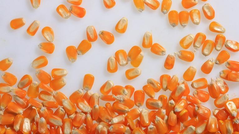 De maïs- en zonnebloemrassen die Syngenta Seeds aanbiedt, hebben zich al uitgebreid bewezen in de conventionele landbouw en officiële (Benelux) rassenproeven, en zijn een garantie voor het beste resultaat. Syngenta Seeds NV is in België gecertificeerd voor de verkoop van biologische zaden ( marktdeelnemer nummer 4395406) via Certisys. 