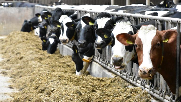Bij de keuze van een maïsras kijkt men, naast eigen ervaring en kuilanalyses, naar resultatentabellen met relatieve cijfers van de officiële rassenproeven. Meerjarige resultaten geven daarin het best de waardeverhoudingen tussen de rassen weer. Maar wat kunnen deze (veelal kleine) verschillen betekenen voor een melkveebedrijf, omgerekend in euro’s?
