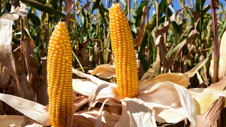Conclusie:  Een hoge celwandverteerbaarheid (en bijgevolg hoge VEM) is sterk genetisch gebonden en is nog altijd de beste garantie voor de hoogste melkproducties én gezonde, vitale koeien.  Verschillen in zetmeel en zetmeelverteerbaarheid kan de boer veel meer zelf sturen door bijvoorbeeld oogstmoment, hakselhoogte, inkuilduur en rantsoentype.