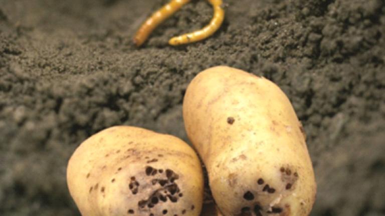 Ritnaalden in aardappelen