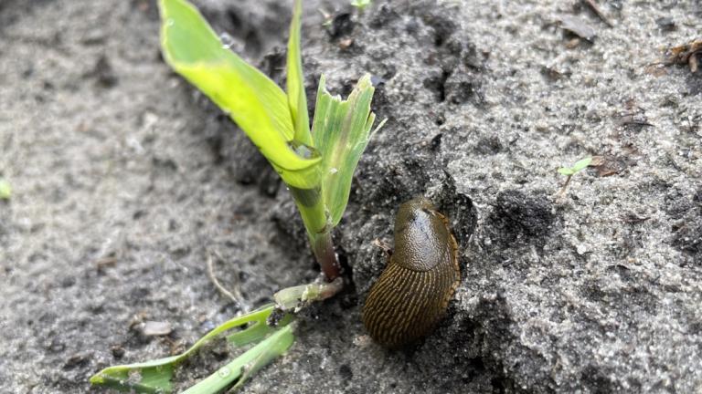Over het algemeen remmen de slakken voornamelijk de jonge maïsplanten in hun ontwikkeling. Het wegvreten van bladgroen zorgt voor groeivertraging, deze planten zijn in een verder stadium ook vatbaarder voor andere plagen zoals bijvoorbeeld builenbrand.