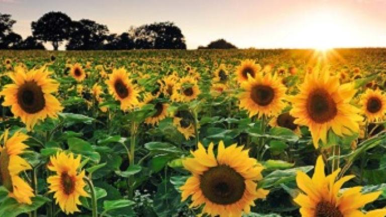 nos variétés de tournesol - Syngenta