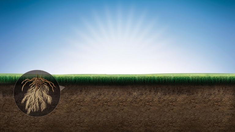 Syngenta's maïszaden met VIBRANCE® bieden betere bescherming en opbrengst door o.a. verbeterde beworteling en rhizoctoniabestrijding.