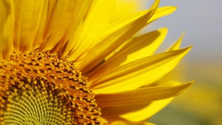 Syngenta Zonnebloemen zaad uitgebreid getest voor uitzaai in de BNL