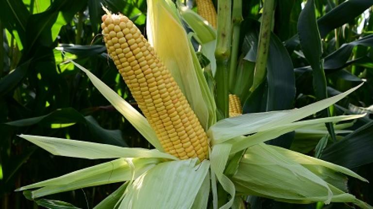 Agile is een massale maïs met TOP-opbrengsten van Syngenta