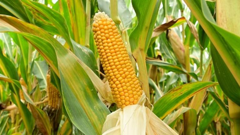 SY Fleming vroege mais met hoge opbrengst silo en korrel geen zwakheden