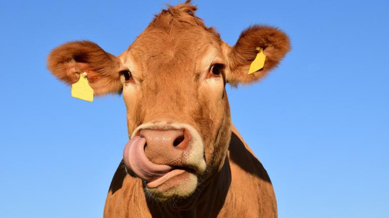 Opbrengst en voederkwaliteit zijn de twee belangrijkste parameters die de rendabiliteit van snijmaïs bepalen. Afhankelijk van het gekozen type maïsras kun je met relatief kleine relatieve verschillen voor opbrengst en VEM toch de nodige euro’s extra verdienen (of verliezen).