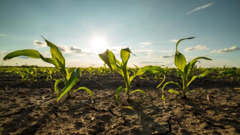 1132x637_green corn field early stage