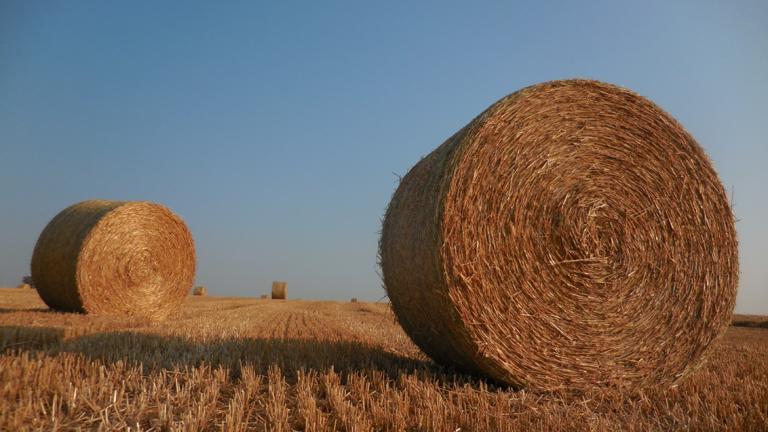Ontdek hoe HYVIDO® hybride wintergerst u 10% meer graanopbrengst én 1,3 ton/ha extra stro oplevert