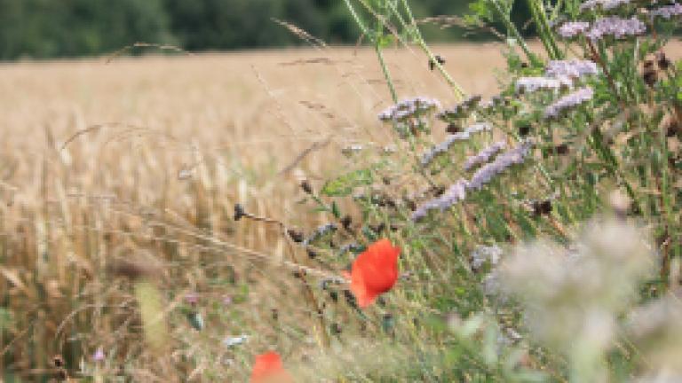 Biodiversiteit