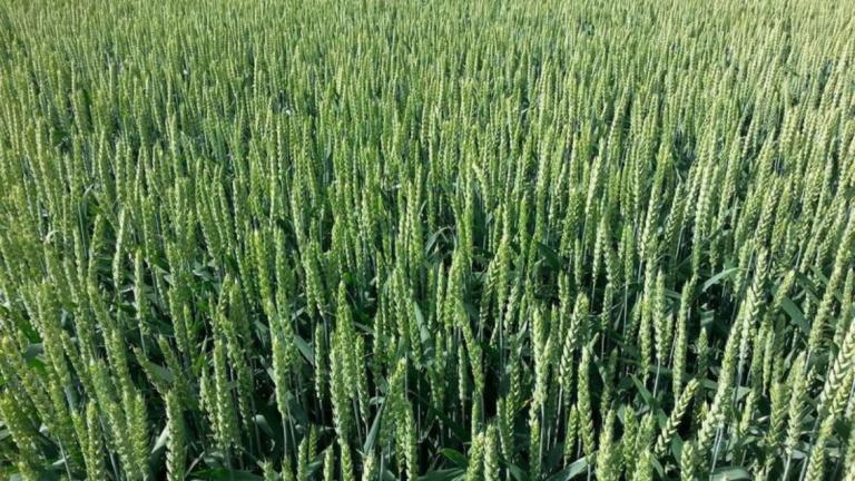 healthy_field_of_wheat_1132x637