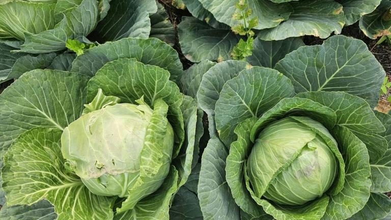 cabbage