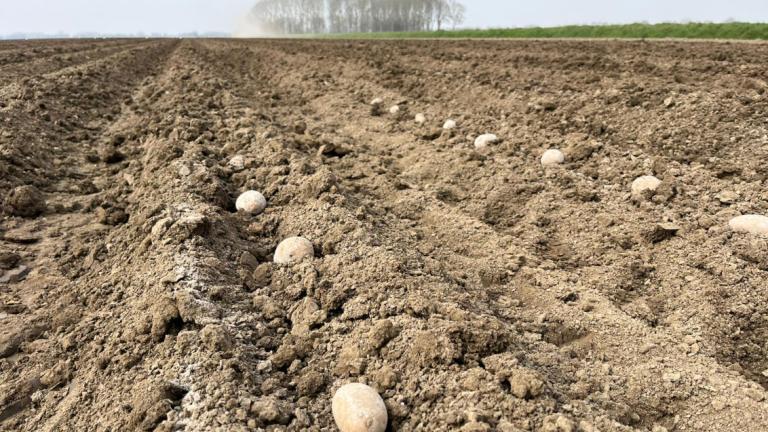 Aardappelen in de voor