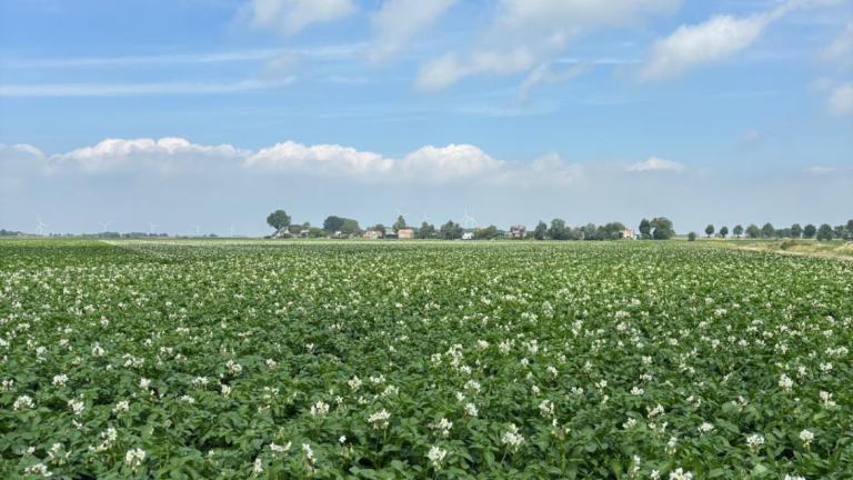 Aardappelveld