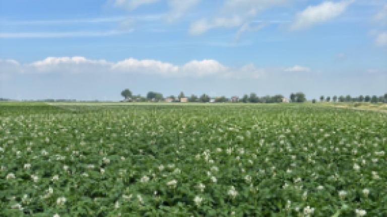 Aardappelveld