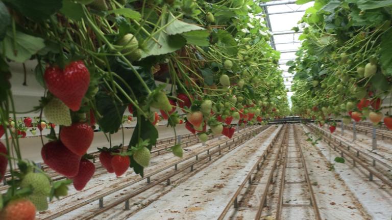 Lange rijen aardbeienplanten in kas met rijpe rode aardbeien aan de zijkant