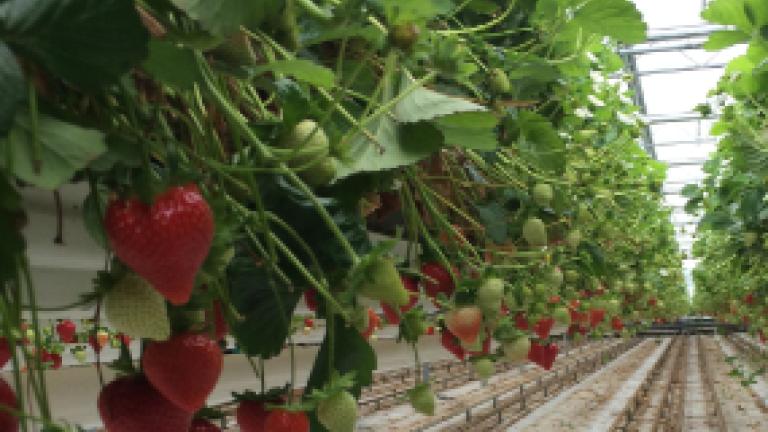 Rij aardbeiplanten in kas, met rode aardbeien aan hangende trossen