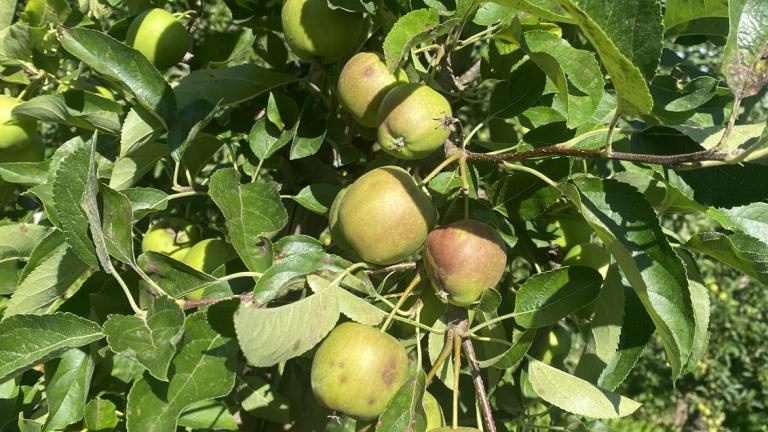 Beschadigde appels aan boom