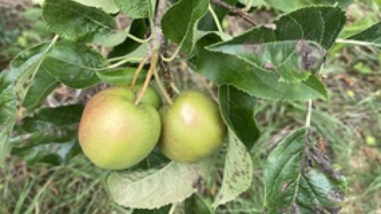 Schimmels op appelblad
