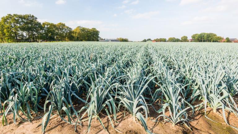 Groentebed met preiplanten op akker onder blauwe lucht en bomen op de achtergrond