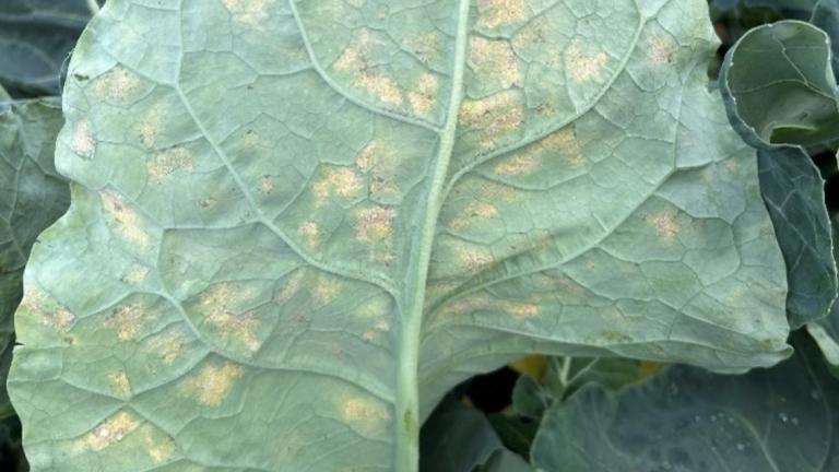 Close-up van een groen blad met geelachtige vlekken en nerven