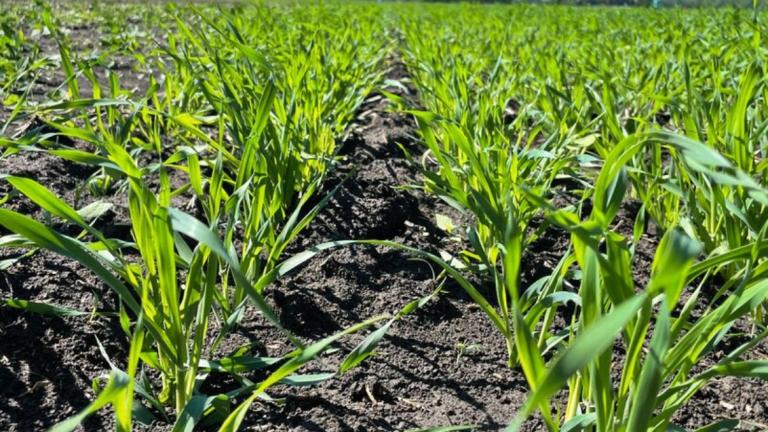 Groene gewasrijen in zwarte aarde op een akker, zonlicht en schaduwen
