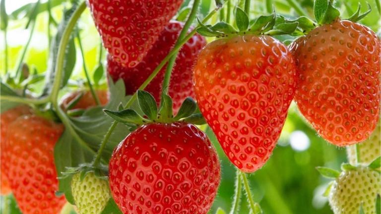1132x637_bnl_hangende_aardbeien