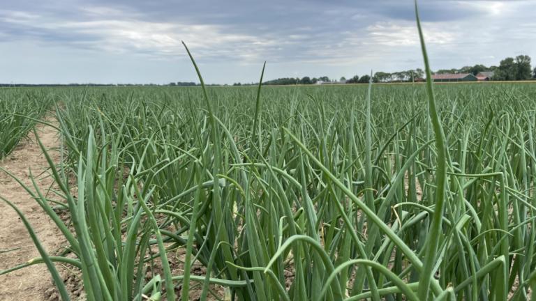 Groene uienplanten op akker onder bewolkte lucht