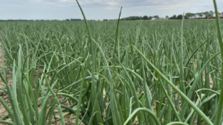 Groene uienplanten in een veld onder een licht bewolkte lucht