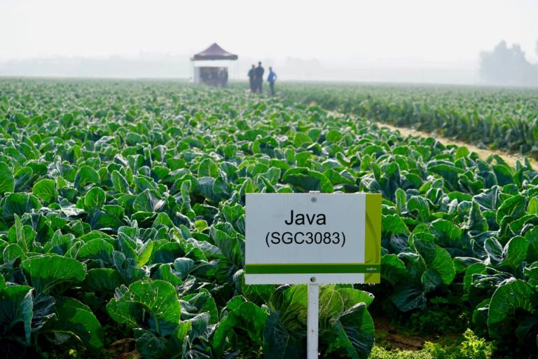 Syngenta - Java open dag