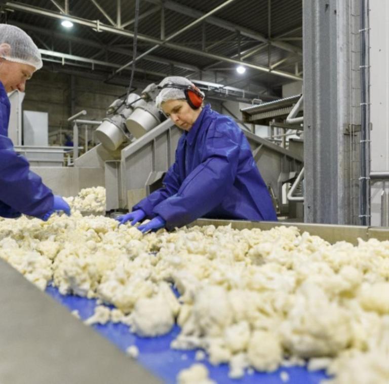 Bloemkool industrie