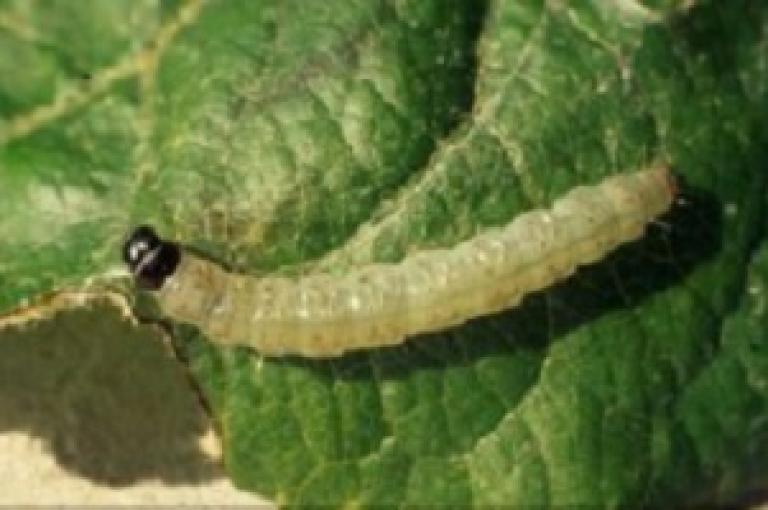 300x200_BNL_rups grote appelbladroller