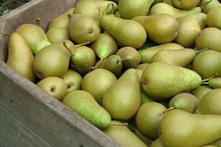 Conference peren in fruitkist