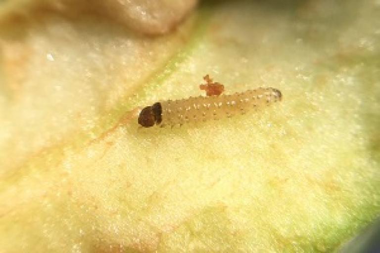 300x200_bnl_fruitmot