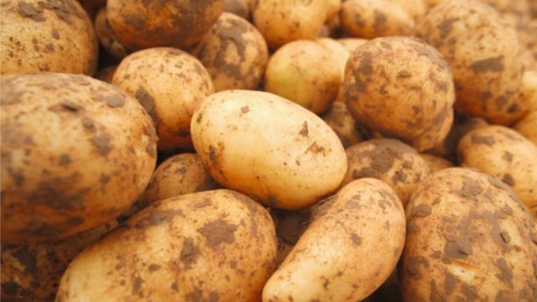 Quantis Q&A Aardappel