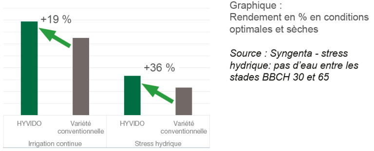 Même en cas de stress hydrique, les variétés HYVIDO produisent plus de rendement et une meilleure qualité de grain que les variétés conventionnelles de référence