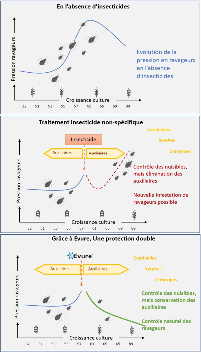 Evure Le respect des auciliaires et polinisateurs